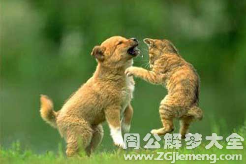 梦见奇怪动物 梦见奇怪动物