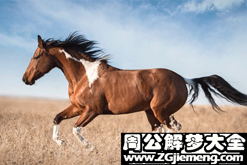 梦见马在跑 梦见马在跑