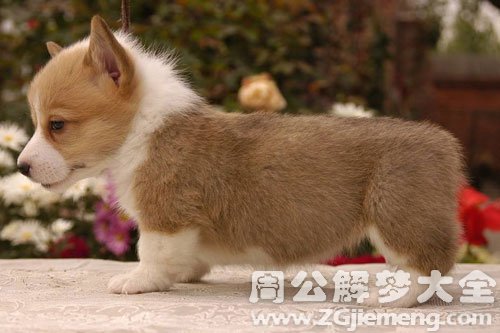 被别人的狗咬 被别人的狗咬