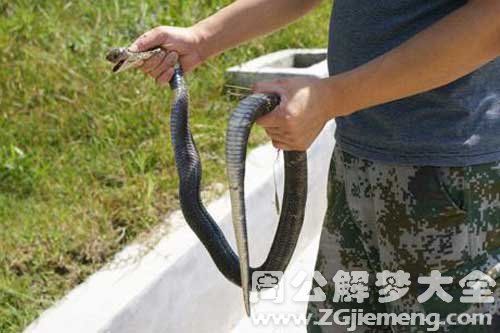 梦见蛇打死 梦见蛇打死