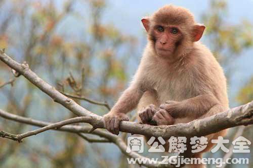 梦见救猴子 梦见救猴子