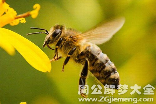 蜜蜂 蜜蜂