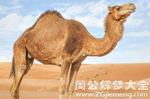 骆驼 骆驼