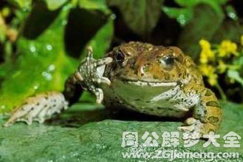 梦见钓蛤蟆 梦见钓蛤蟆