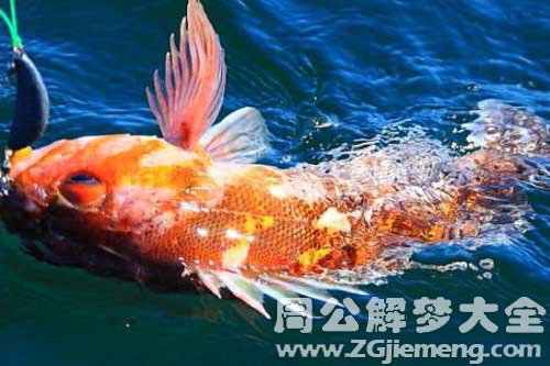 梦见鱼没有尾巴 梦见鱼没有尾巴