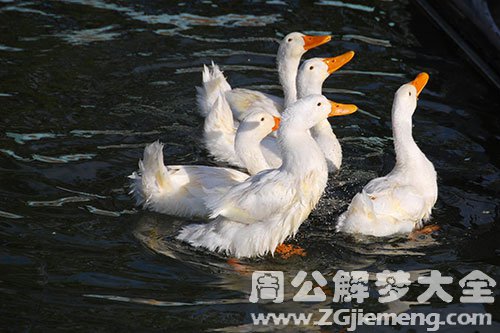 鸭子 鸭子