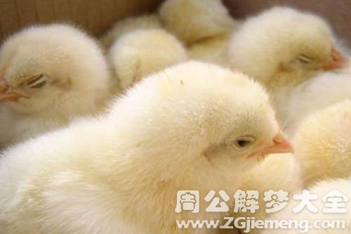 鸡雏 鸡雏