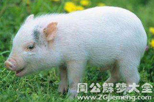 一头白猪 一头白猪