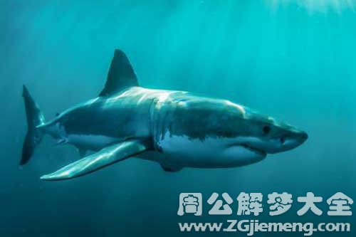 梦见杀死鲨鱼 梦见杀死鲨鱼