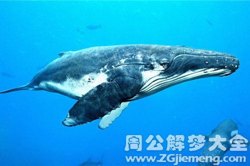 小鲸鱼 小鲸鱼