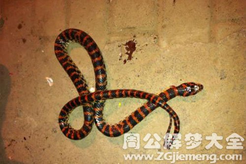 被蛇咬手指头 被蛇咬手指头