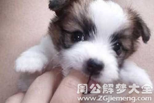 梦见被小狗咬手指
