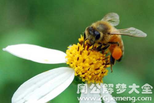 梦见被蜜蜂 梦见被蜜蜂