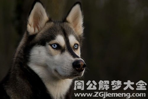 狗咬流血 狗咬流血