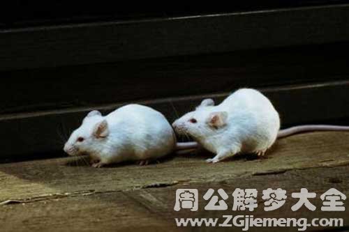 梦见老鼠进屋 梦见老鼠进屋