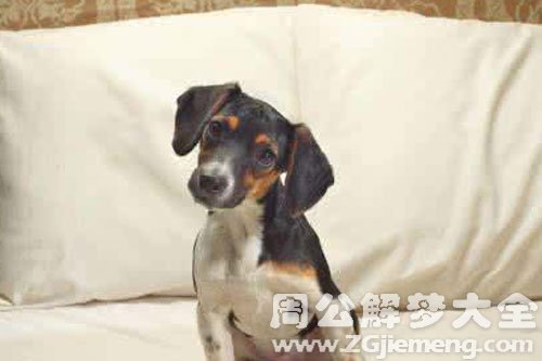 狗保护我 狗保护我