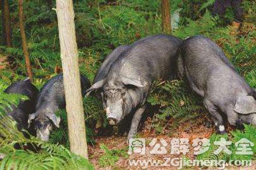 一头黑猪 一头黑猪