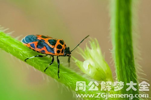 脚上长虫子 脚上长虫子