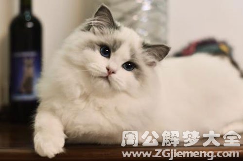 很多死猫 很多死猫