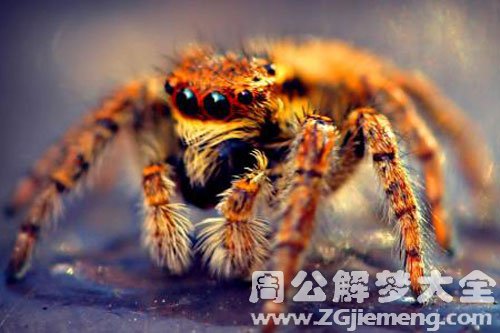 一只大蜘蛛 一只大蜘蛛
