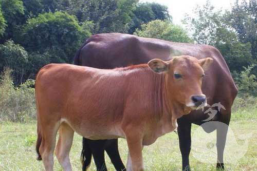 梦见牛和马是什么意思