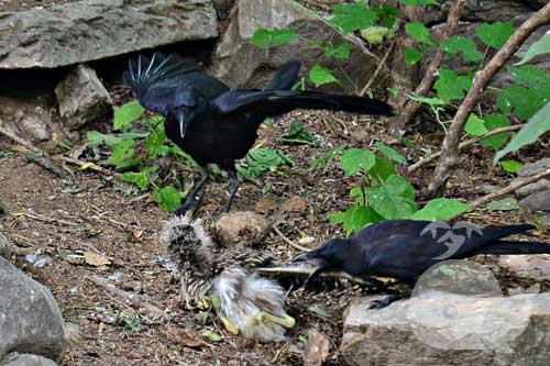 梦见乌鸦咬我 梦见乌鸦咬我