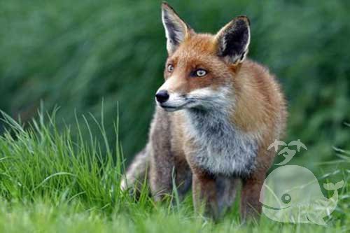 梦见被狐狸咬手 梦见被狐狸咬手