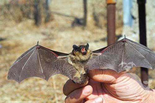 梦见被蝙蝠咬手 梦见被蝙蝠咬手