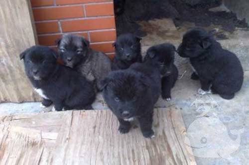 梦见一群黑狗 梦见一群黑狗