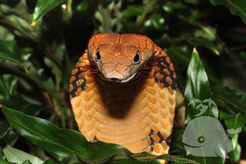 自己把蛇斩断 自己把蛇斩断