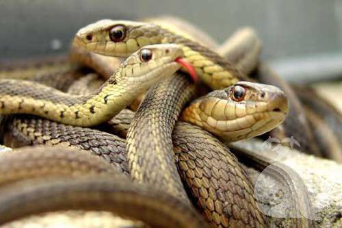 梦见孩子追蛇 梦见孩子追蛇