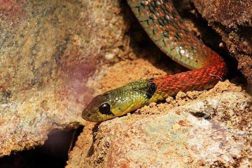 蛇洞里出来 蛇洞里出来