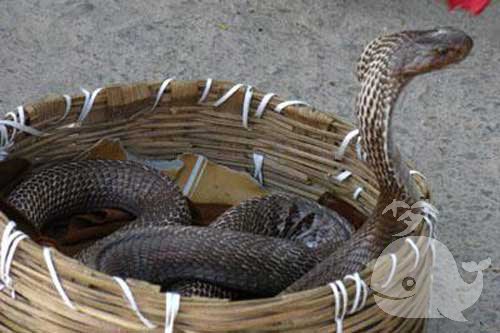 蛇给自己说话 蛇给自己说话