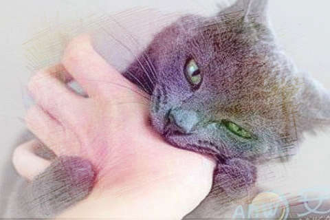 黑猫咬人