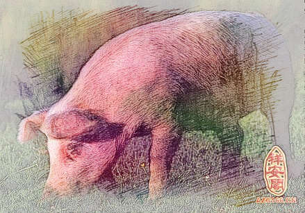 梦见一头猪