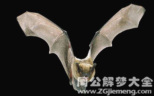 梦见吸血蝙蝠 梦见吸血蝙蝠