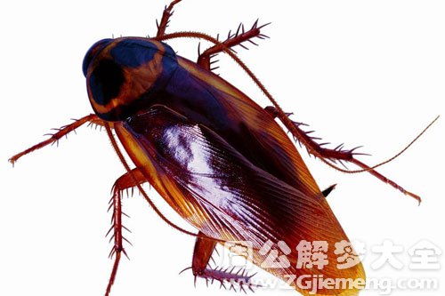 梦见蟑螂 梦见蟑螂