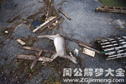 梦见鹿被猎人或动物杀死 梦见鹿被猎人或动物杀死