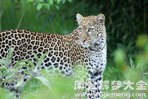 梦见金钱豹 梦见金钱豹