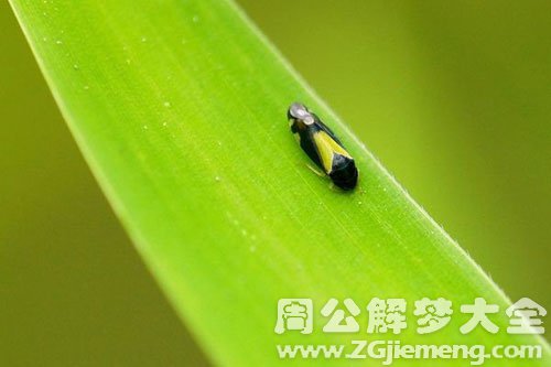 梦见小虫子 梦见小虫子