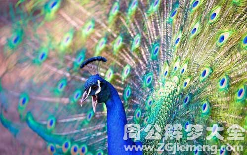 梦见孔雀鸣叫 梦见孔雀鸣叫