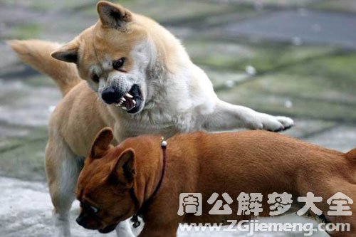 梦见狗打架 梦见狗打架