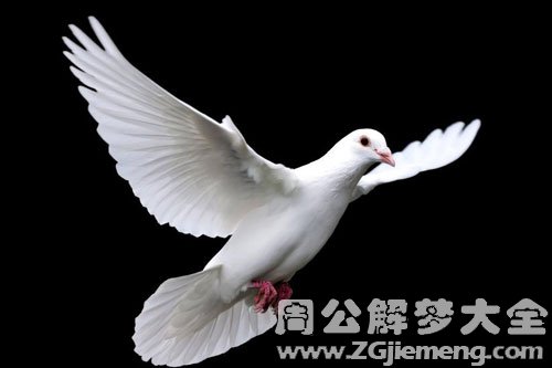 梦见飞翔的鸽子 梦见飞翔的鸽子