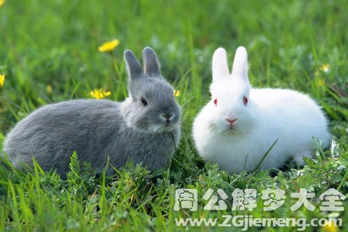 梦见兔子被捕获 梦见兔子被捕获