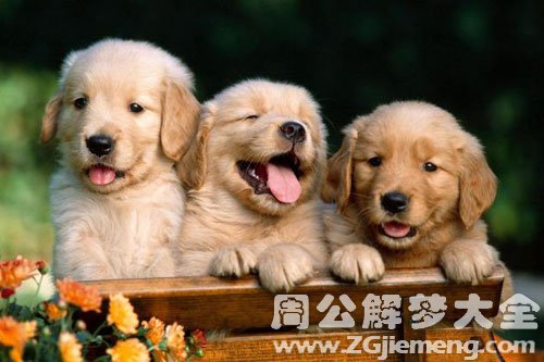 梦见动物叫声 梦见动物叫声