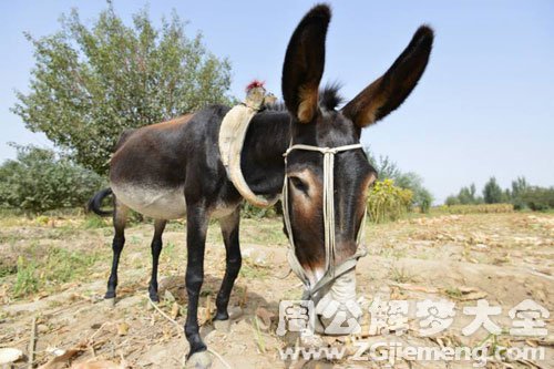 梦见毛驴 梦见毛驴