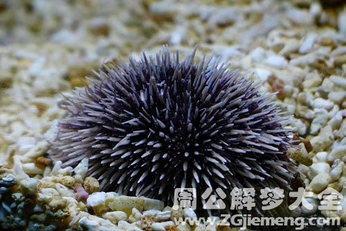 梦见水生物 梦见水生物