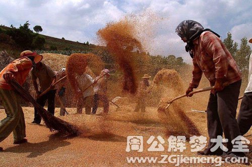 梦见打麦子 梦见打麦子
