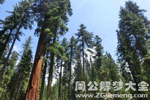 梦见松树丛 梦见松树丛