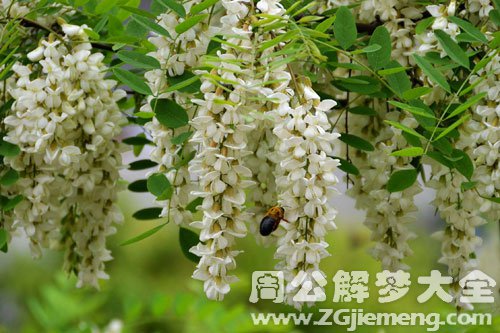 梦见槐花-洋槐花 梦见槐花-洋槐花